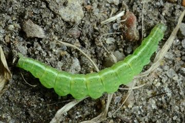 Ypsolopha scabrella