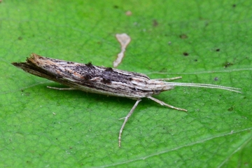 Ypsolopha scabrella