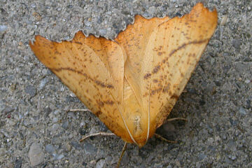 Herbst-Zackenspanner