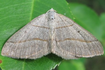 Scotopteryx mucronata