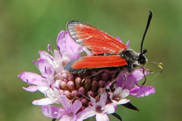 Zygaena rubicundus