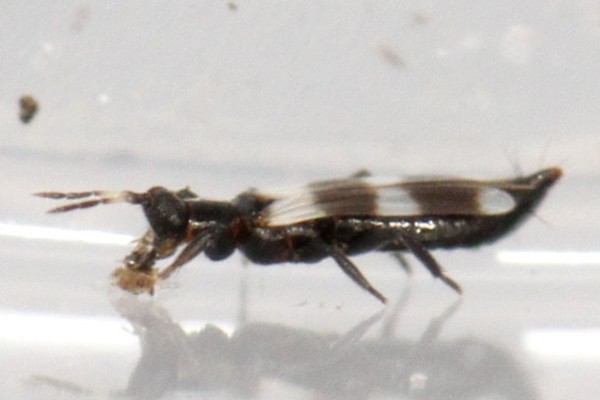 Aeolothrips fasciatus