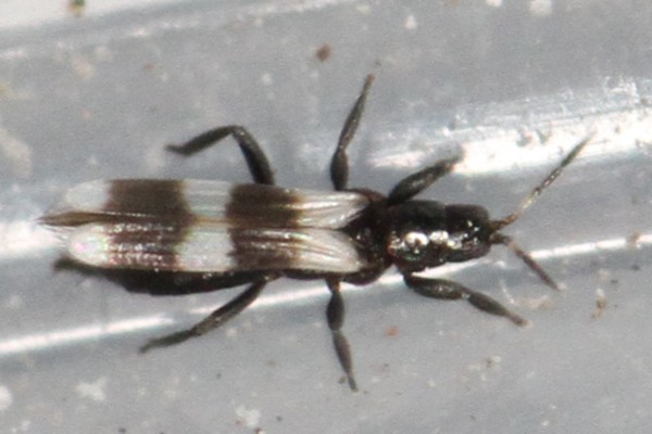 Aeolothrips fasciatus