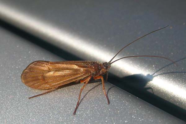 Anabolia furcata