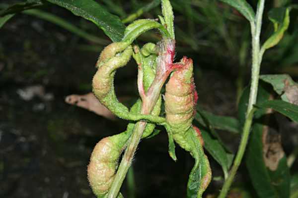 Aphalara polygoni