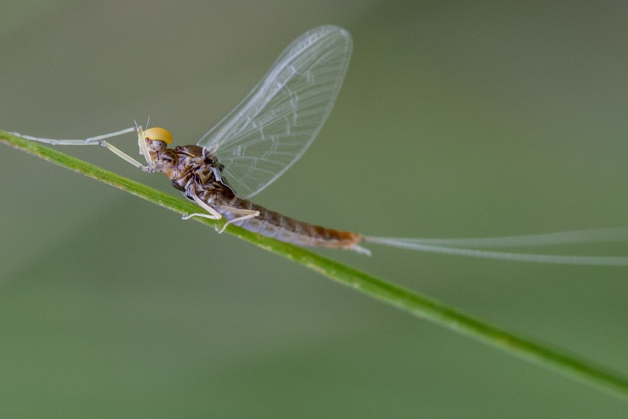 Baetis fuscatus