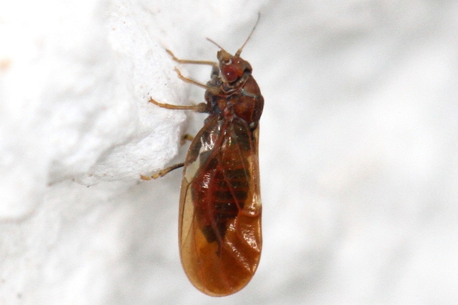 Cacopsylla brunneipennis