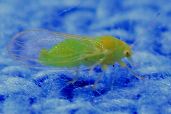 Cacopsylla hippophaes