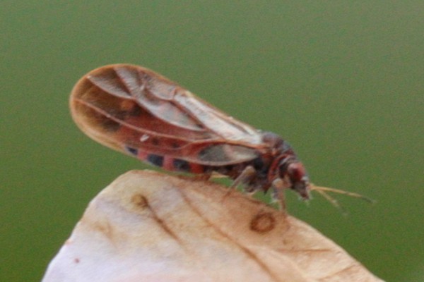 Pflaumenblattsauger