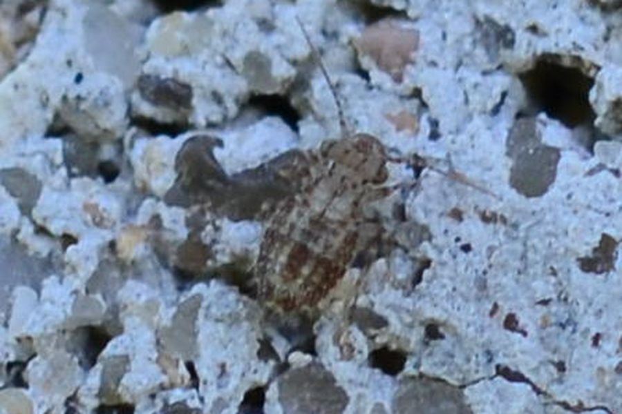 Cerobasis guestfalica