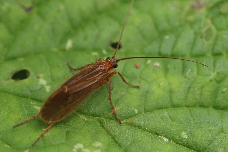 Chaetopteryx villosa