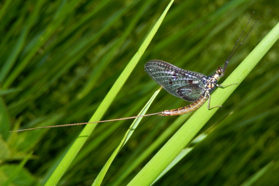 Dänische Eintagsfliege