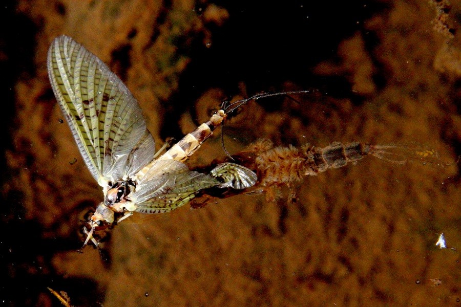 Dänische Eintagsfliege