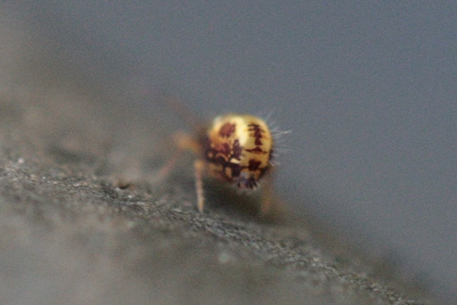 Dicyrtomina saundersi