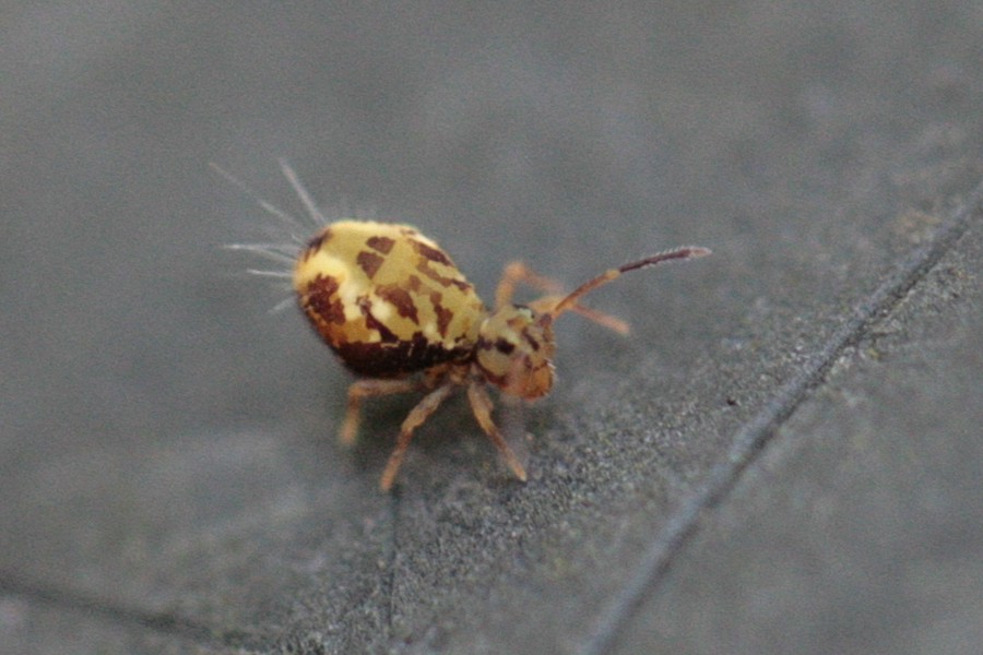 Dicyrtomina saundersi