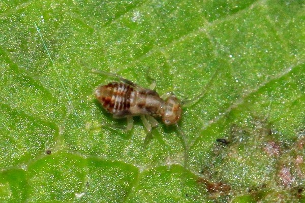 Ectopsocus briggsi