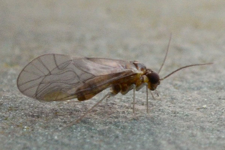 Elipsocus hyalinus