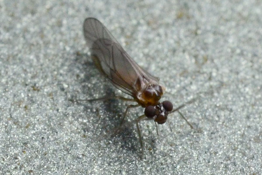 Elipsocus hyalinus