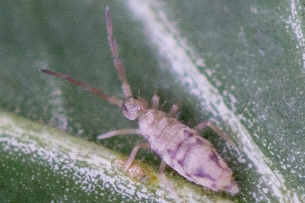 Entomobrya nivalis