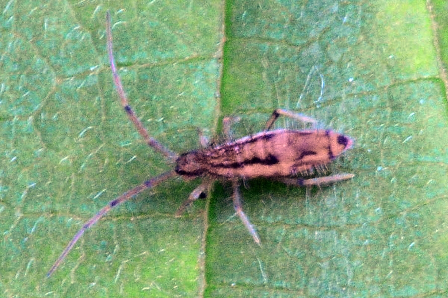 Entomobrya muscorum