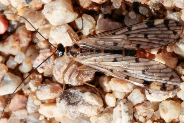 Gebirgs-Skorpionsfliege