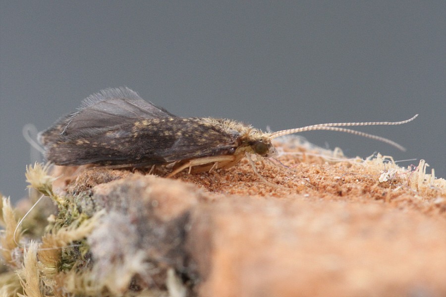 Gelbgefleckte Netz-Köcherfliege