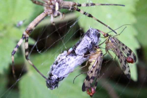 Gemeine Skorpionsfliege