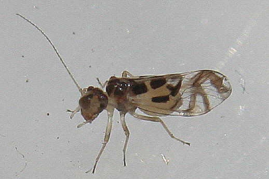 Graphopsocus cruciatus