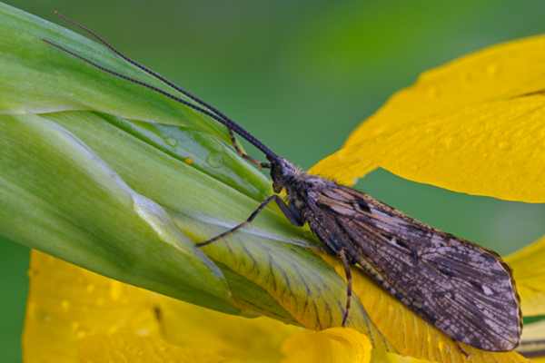 Große Köcherfliege