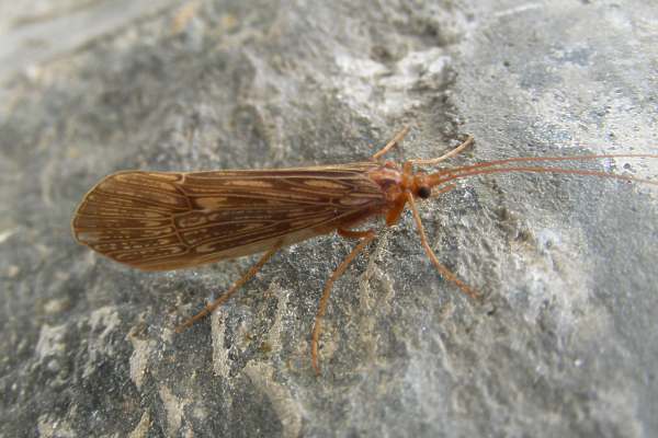 Halesus radiatus