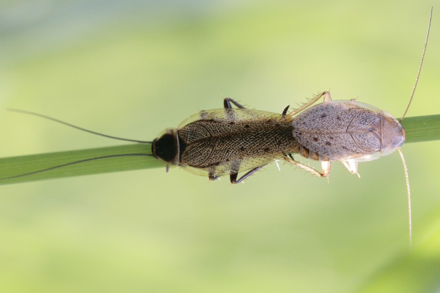 Lappländische Waldschabe