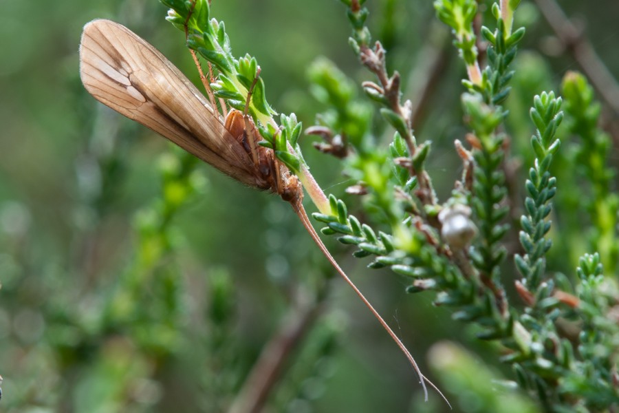 Limnephilus elegans