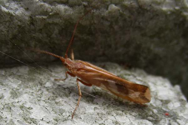 Limnephilus lunatus