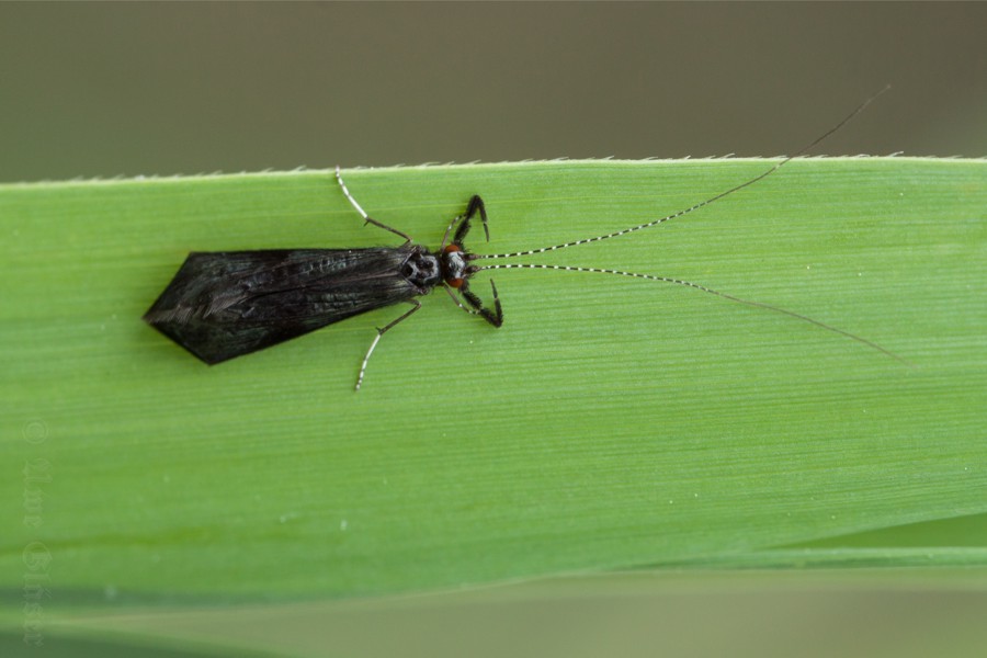 Mystacides azurea