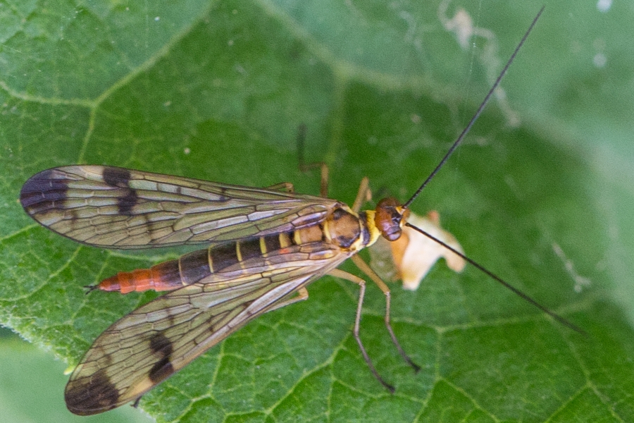 Panorpa cognata