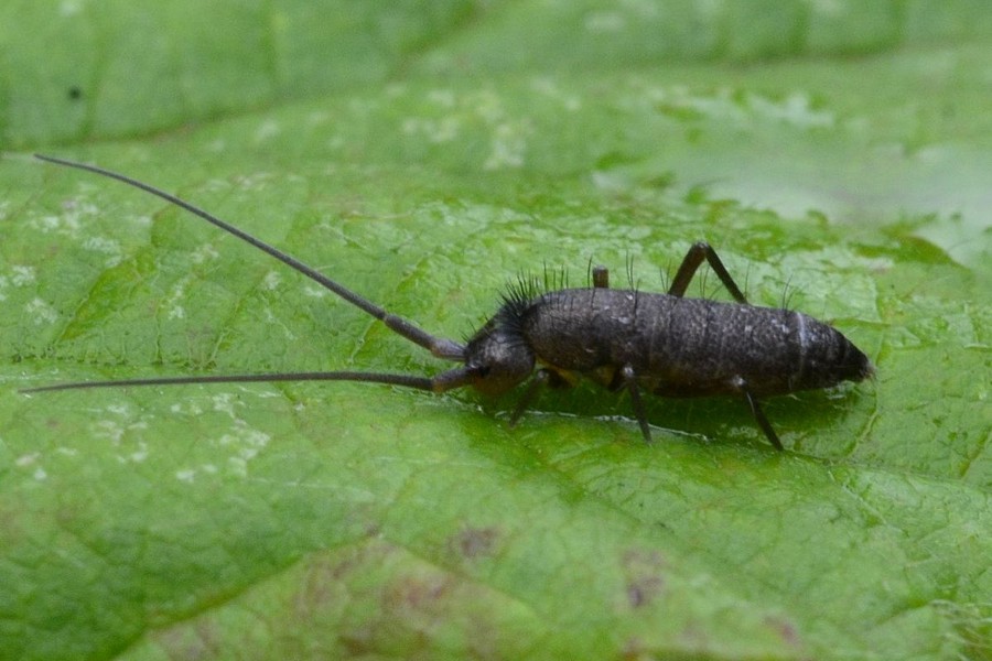 Pogonognathus longicornis