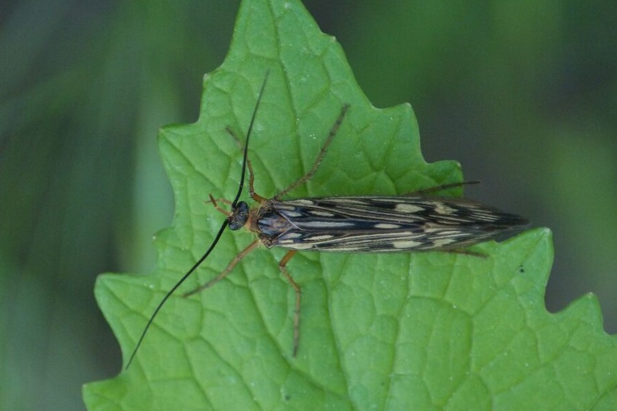 Potamophylax luctuosus