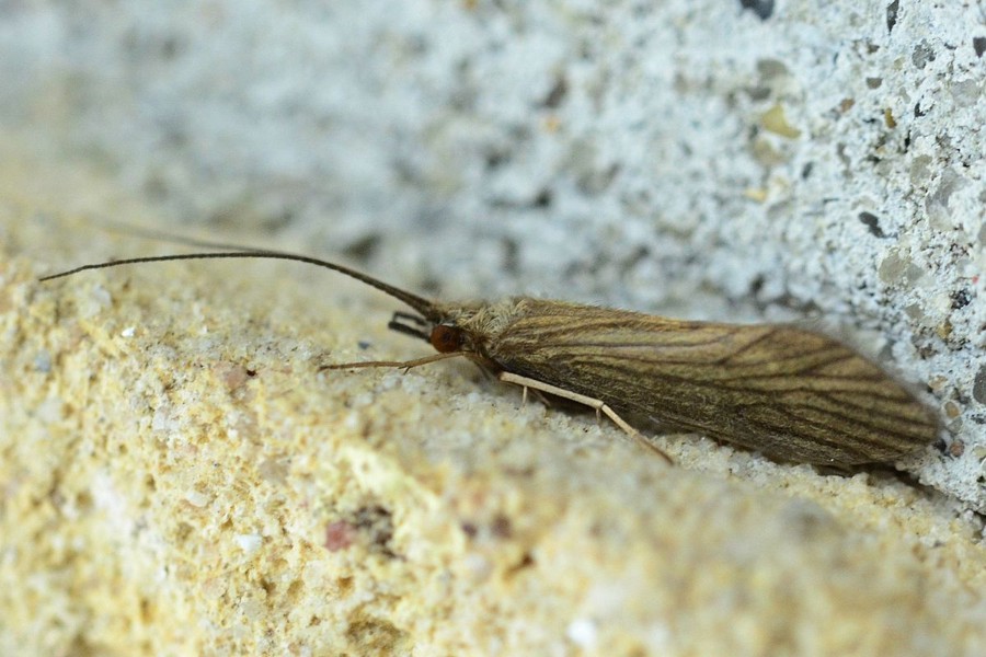 Tinodes waeneri