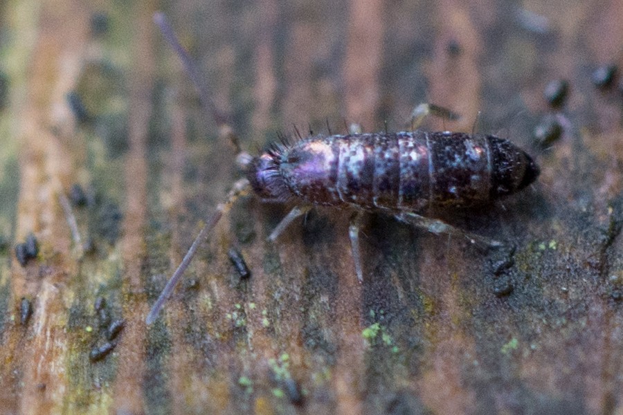 Tomocerus minor