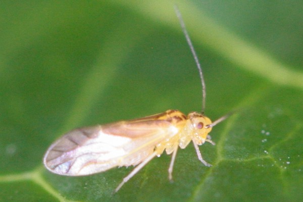 Valenzuela flavidus