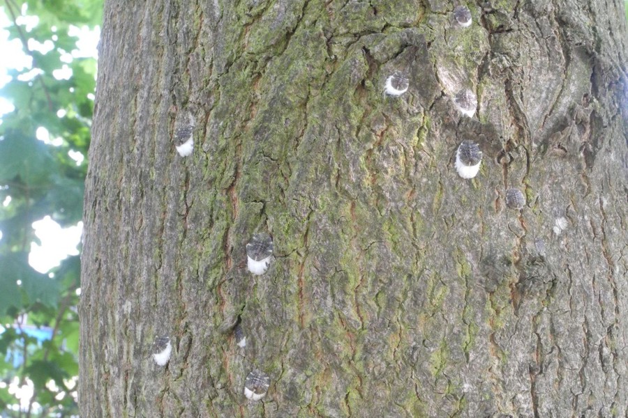 Wollige Napfschildlaus
