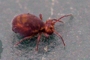 Dicyrtoma fusca