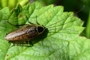 Ectobius sylvestris