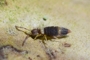 Entomobrya albocincta