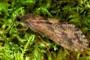 Rhyacophila fasciata