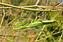 Mantis religiosa