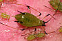 Macrosiphum rosae