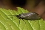 Oligostrichia striata