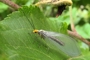 Nothochrysa fulviceps