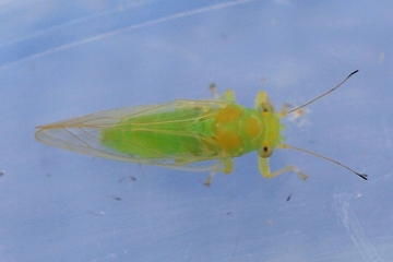 Cacopsylla hippophaes